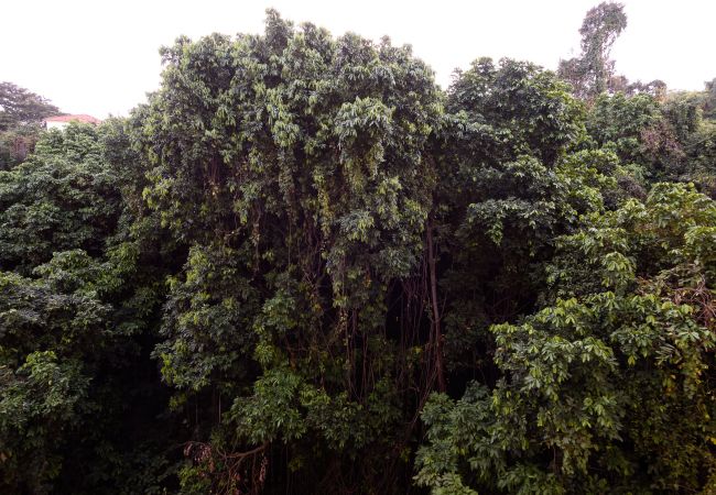Apartamento em Rio de Janeiro - Sossego em Copa | Vista arborizada | BR1009 Apartamento em Rio de Janeiro - Sossego em Copa | Vista arborizada | BR1009