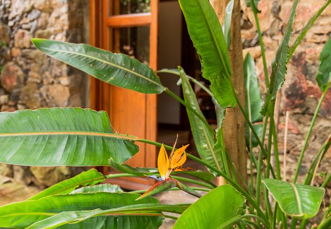 Apartamento em Tacoronte - HomeForGuest Acogedor apartamento rural El Romero con amplios jardines Apartamento em Tacoronte - HomeForGuest Acogedor apartamento rural El Romero con amplios jardines