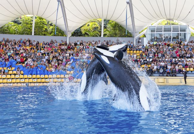 Apartment in Santa Cruz de Tenerife - HomeForGuest Design Attic Apartment, FREE parking Apartment in Santa Cruz de Tenerife - HomeForGuest Design Attic Apartment, FREE parking