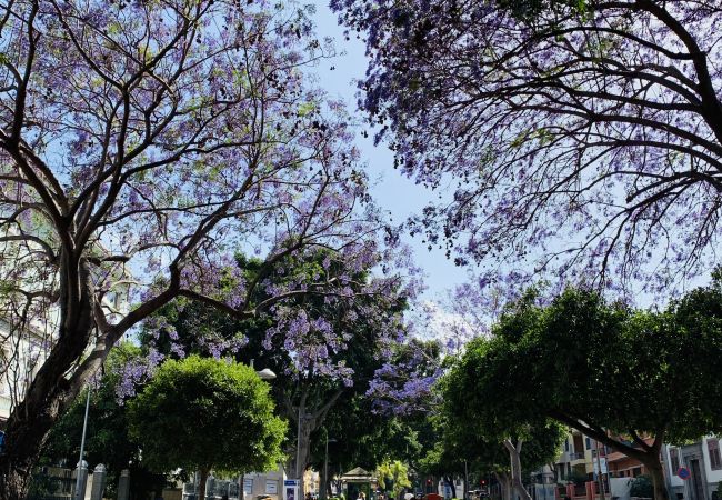 Apartamento en Santa Cruz de Tenerife - HomeForGuest Design Attic Apartment, FREE parking Apartamento en Santa Cruz de Tenerife - HomeForGuest Design Attic Apartment, FREE parking