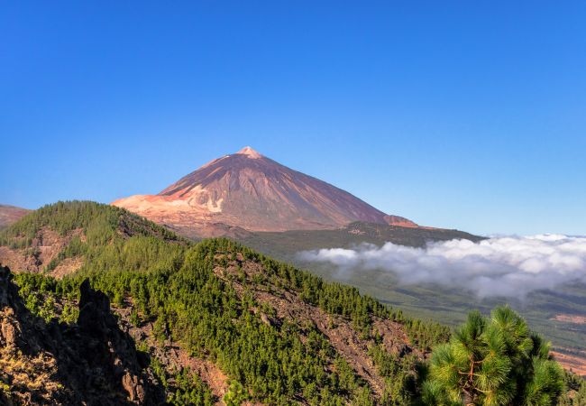 Apartamento en Santa Cruz de Tenerife - HomeForGuest Design Attic Apartment, FREE parking Apartamento en Santa Cruz de Tenerife - HomeForGuest Design Attic Apartment, FREE parking