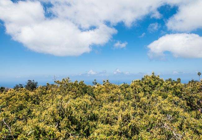 Apartamento en Tacoronte - HomeForGuest Acogedor apartamento rural El Romero con amplios jardines Apartamento en Tacoronte - HomeForGuest Acogedor apartamento rural El Romero con amplios jardines