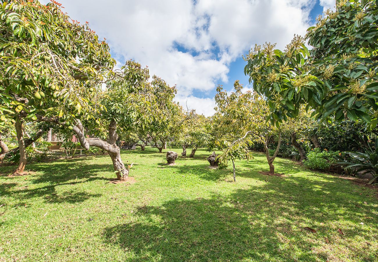 Apartamento en Tacoronte - HomeForGuest Acogedor apartamento rural El Romero con amplios jardines Apartamento en Tacoronte - HomeForGuest Acogedor apartamento rural El Romero con amplios jardines