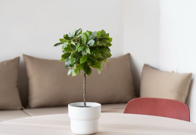 Apartamento en Santa Cruz de Tenerife - Refugio de paz en medio de la naturaleza Apartamento en Santa Cruz de Tenerife - Refugio de paz en medio de la naturaleza
